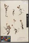 Foto von Salix reticulata L.